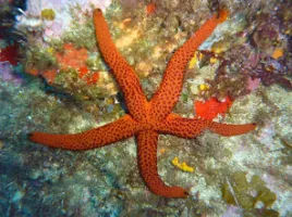 Faune et Flore - Mer